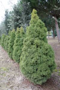 picea