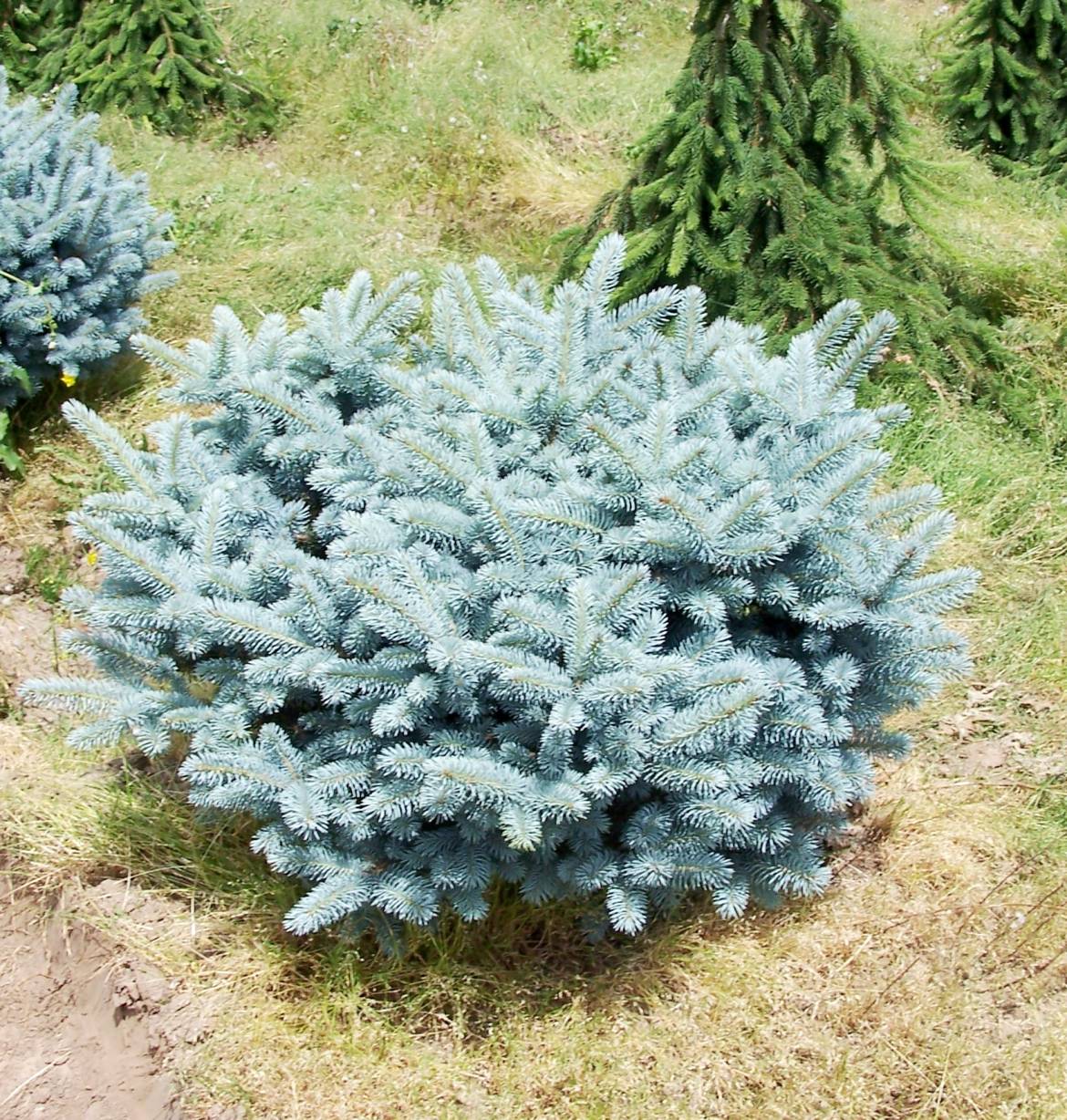 Picea-pungens-Globosa_Low_08.jpg