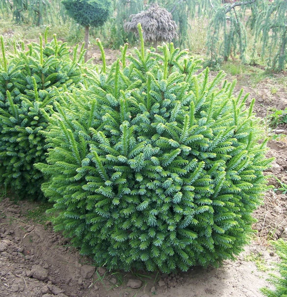 Picea_Omorika_Nana_08.jpg