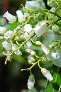 pieris