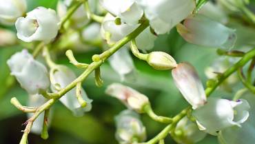 PIERIS