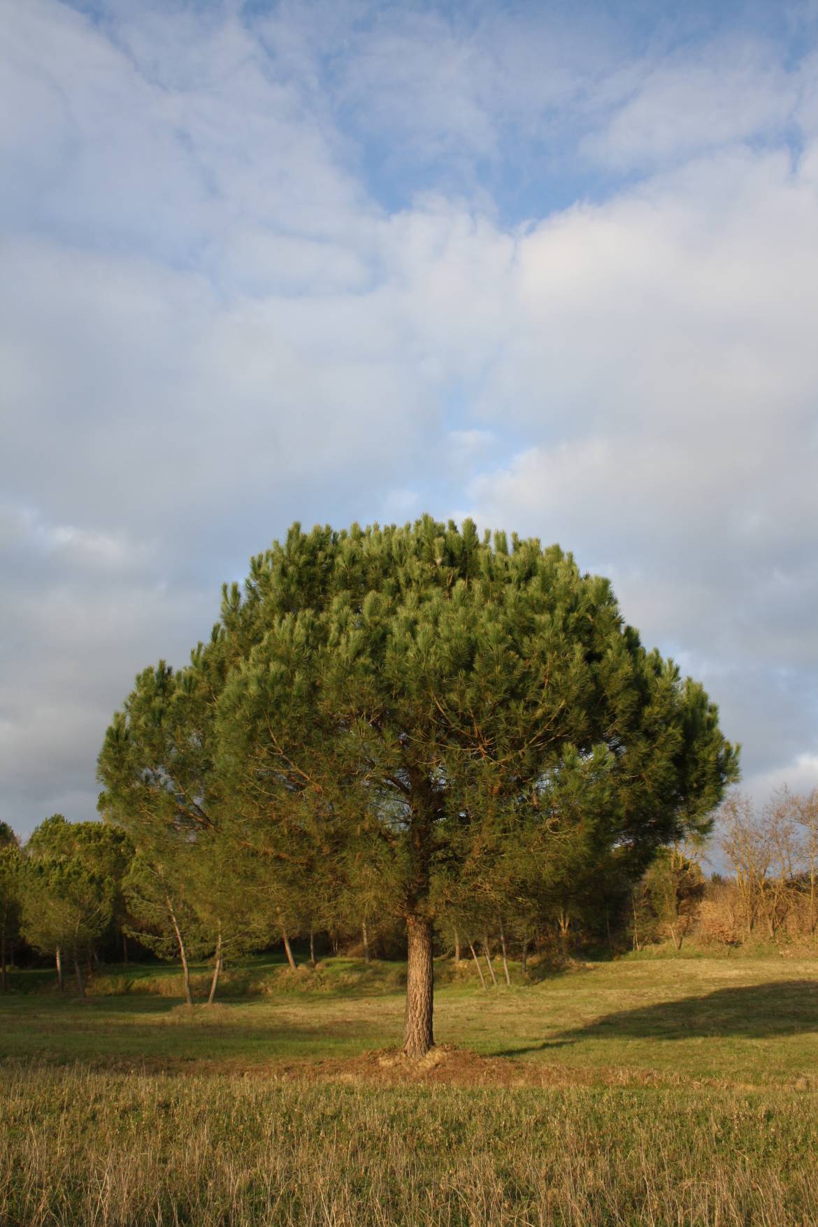 Pinus-Pinea-44.jpg