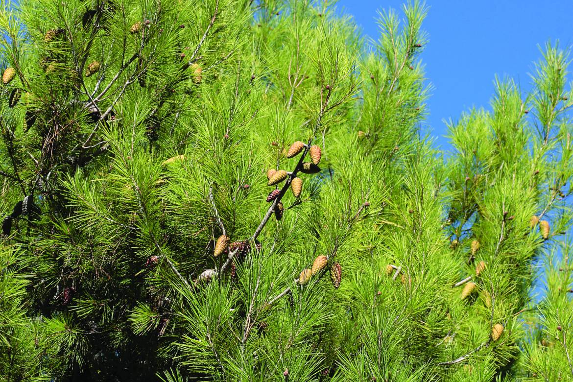 Pinus-halepensis-003.jpg