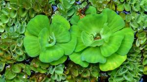 pistia