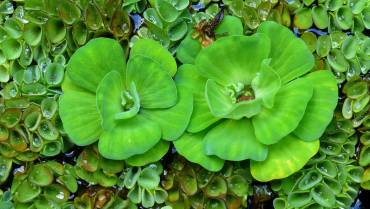 PISTIA