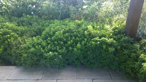 pittosporum