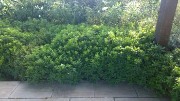 PITTOSPORUM