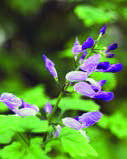 PLECTRANTHUS