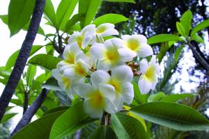 plumeria