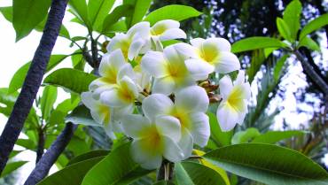 PLUMERIA