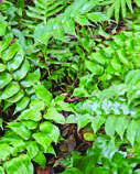 POLYSTICHUM