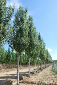 populus