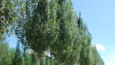 POPULUS