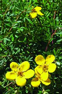 potentilla