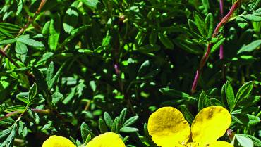 POTENTILLA