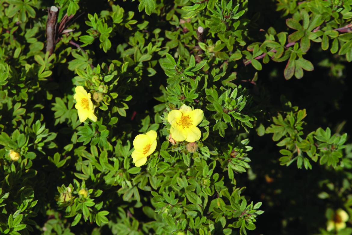 Potentilla-fruticosa-var.-arbuscula-001.jpg