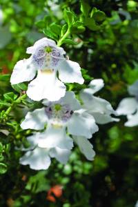 prostanthera