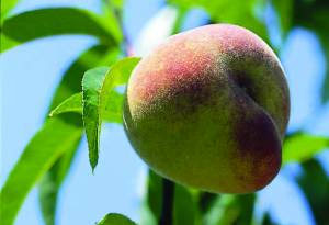 pesco-peach-tree-pêcher