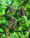 PSEUDOTSUGA