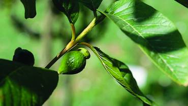 PSIDIUM