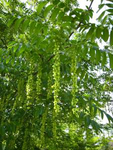 pterocarya