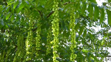 PTEROCARYA