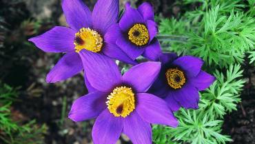 PULSATILLA