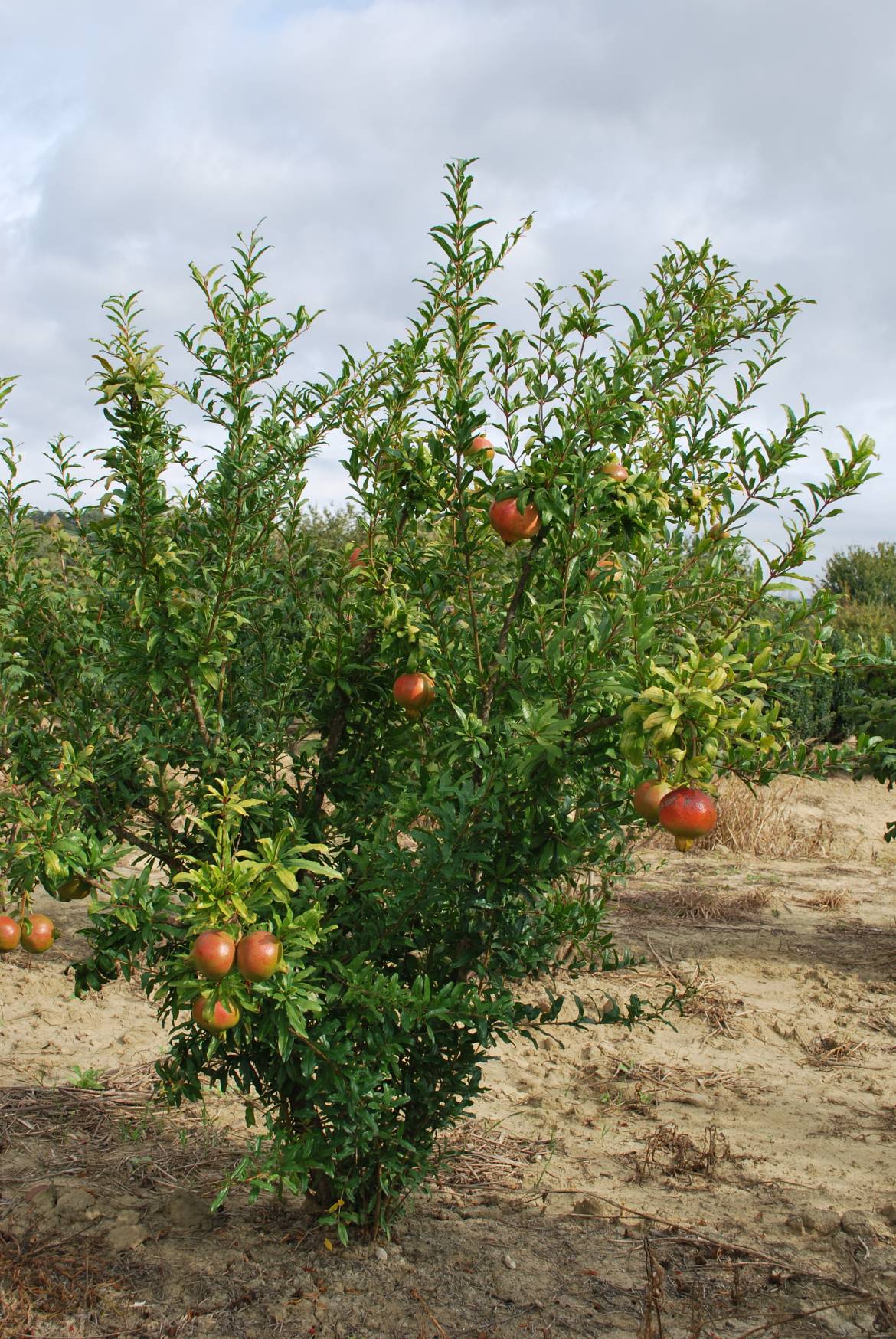 Punica-granatum-dente-di-cavallo-1.jpg