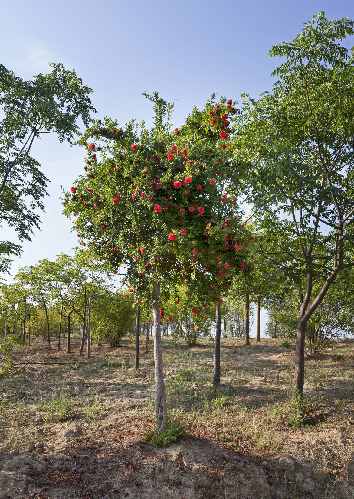 Punica-granatum-rubra-plena-CarloVigni_9678.jpg