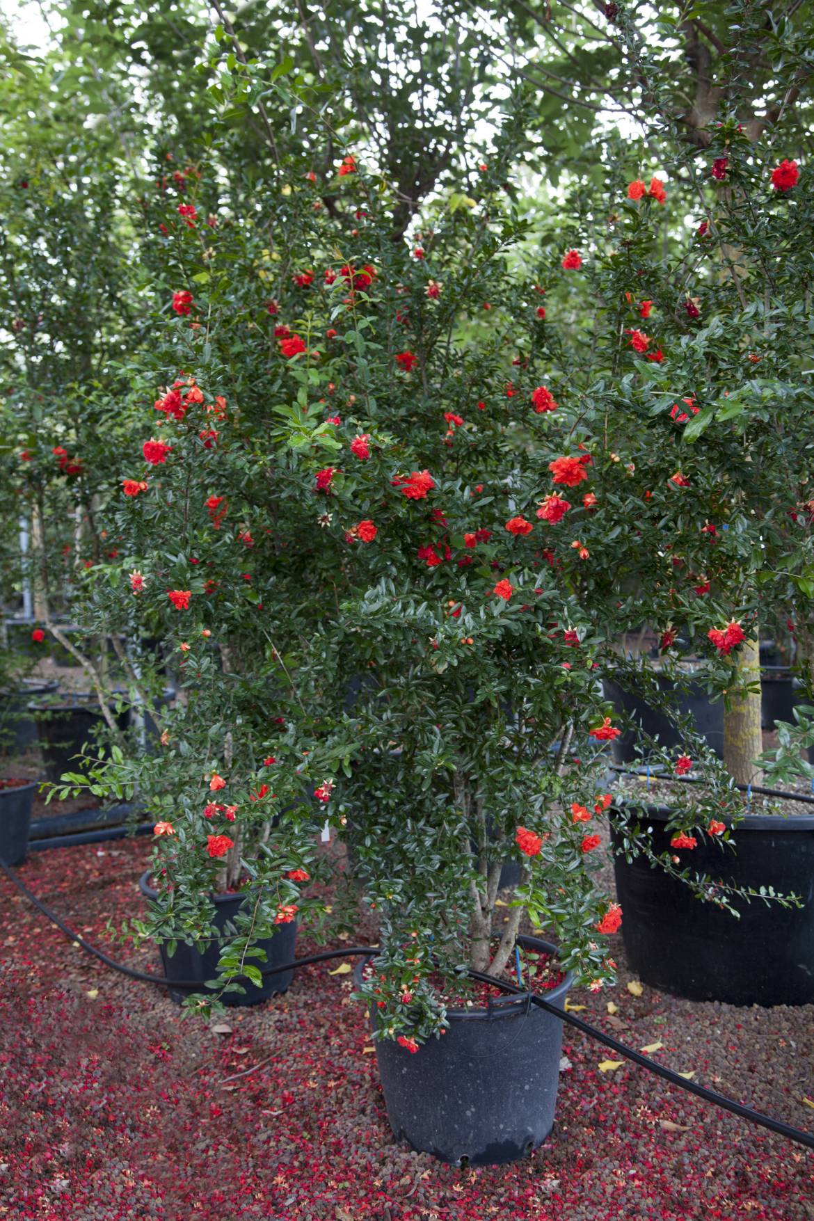 Punica-granatum-rubrum-flore-pleno-_MG_9990.jpg