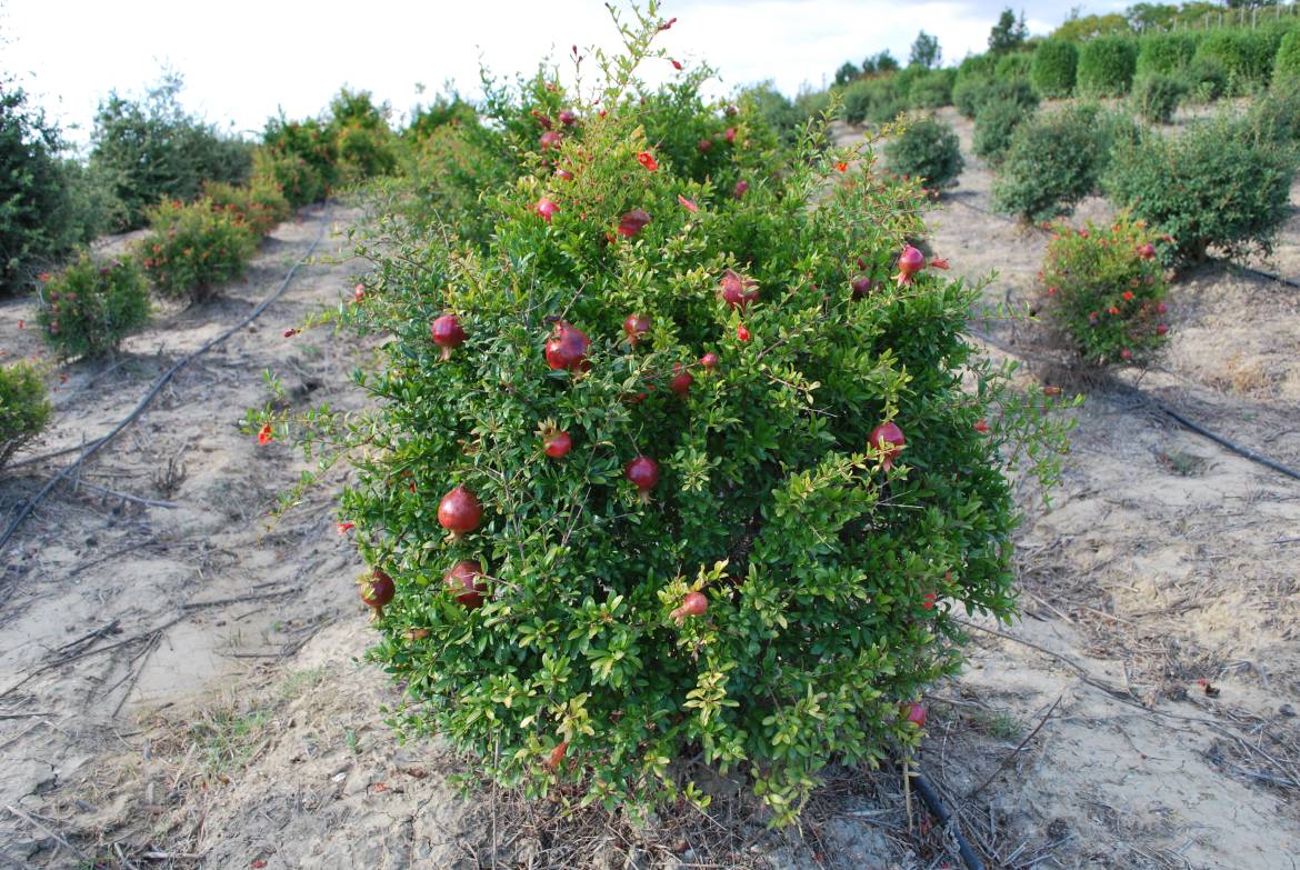 Punica-nana-racemosa.jpg