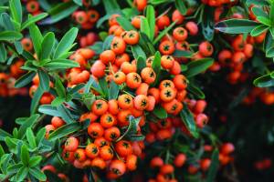 pyracantha