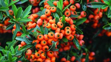 PYRACANTHA