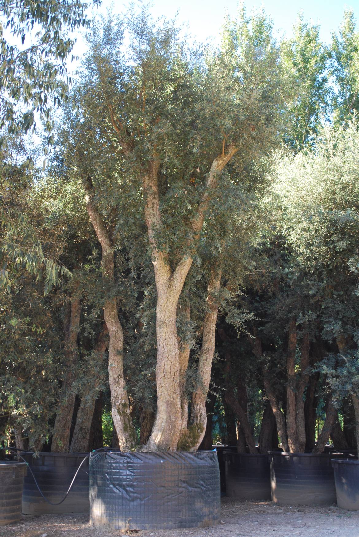 QUERCUS-SUBER.jpg