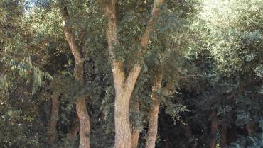 QUERCUS-LITHOCARPUS – Parte 2