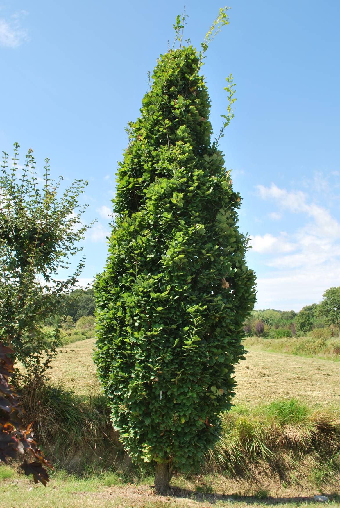 Quercus-robur-Fastigiata-3-1.jpg