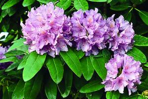 rhododendron