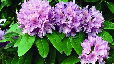 RHODODENDRON – Parte 2