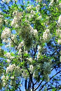 robinia