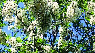 ROBINIA