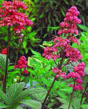 RODGERSIA