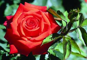 rose-ibridi-tea-tea-hybrid-roses-roses-hybrides-de-the