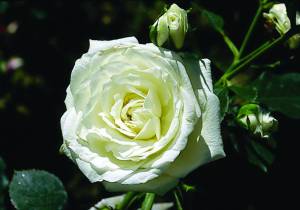 rosa-floribunda-floribunda-hybrids-roses-floribunda