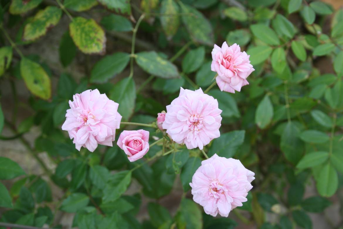 Rosa-Cecile-brunner-3.jpg