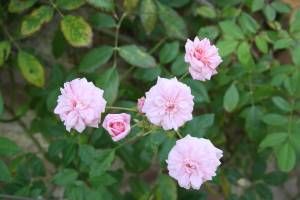 rose-polyantha-polyantha-roses-roses-polyantha