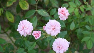 ROSE POLYANTHA / POLYANTHA ROSES / ROSES POLYANTHA