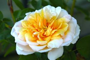 rose-inglesi-english-roses-roses-anglaises