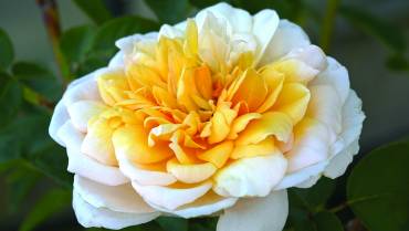 ROSE INGLESI / ENGLISH ROSES / ROSES ANGLAISES – Parte 1