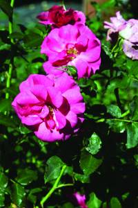 rose-moderne-modern-roses-roses-modernes