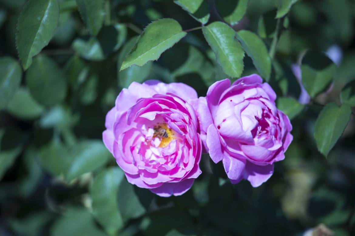 Rosa-Mary-rose-1J2A3918-1.jpg